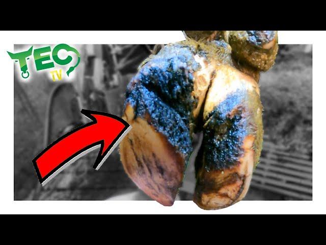 OUT OF CONTROL HOOF CAUSE COW ANKLE PROBLEMS | TEC TV