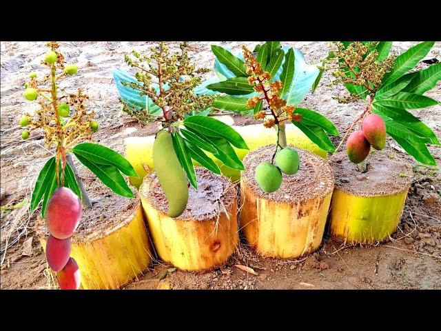 How To Grow Mango Tree From Mango Leaves In Banana Tree Trunk