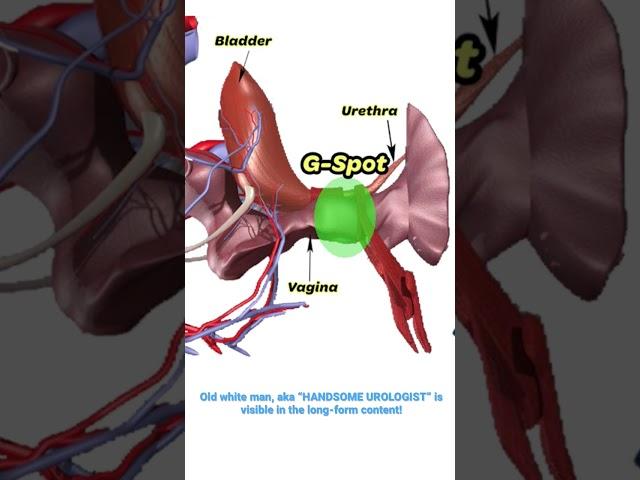 Where is the G-spot? | UroChannel