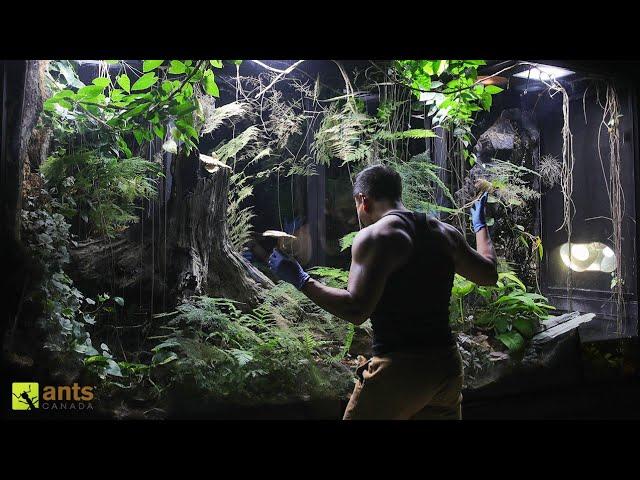 My Mushroom Growing Operation Using Termites in My Giant Rainforest Vivarium