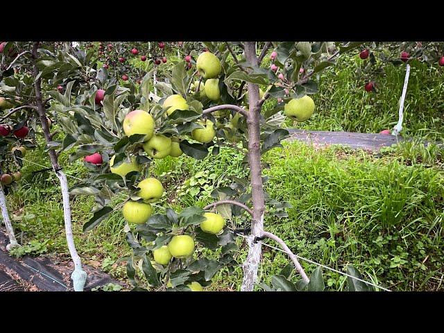 Exciting new apple varieties in our orchard