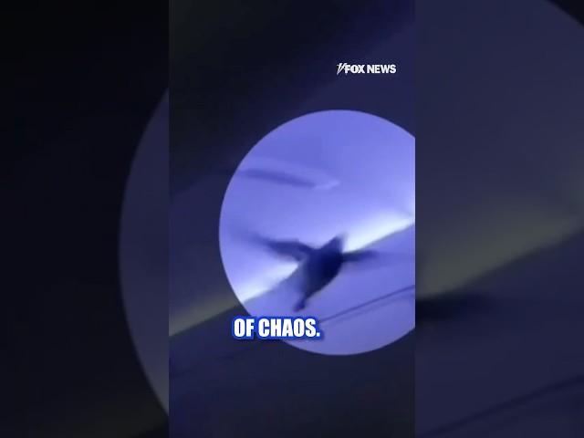 BIRDS ON A PLANE: Chaos on flight as stowaway pigeons disrupt the cabin #shorts #viralvideo #news