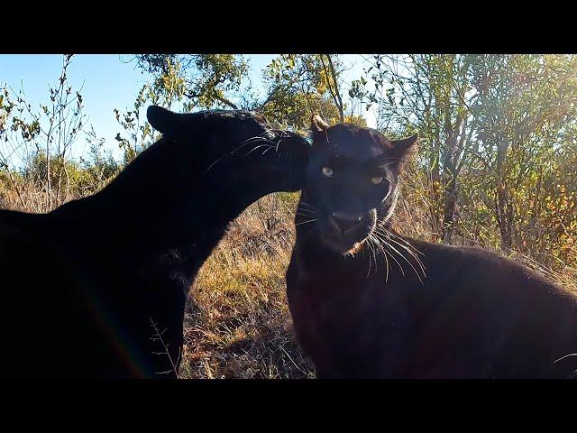 Wild Behaviour of Black Leopard BROTHERS | The Lion Whisperer