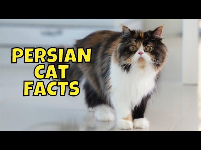 10 Fun Facts About Persian Cats