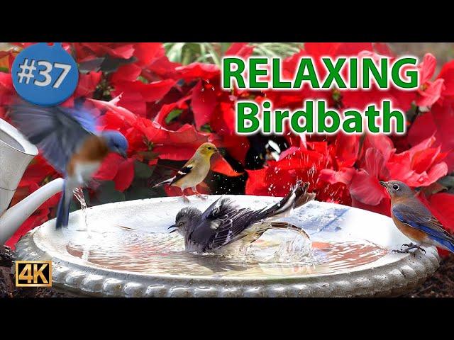 BirdBath Video for Pets and People Enjoy with Water Fountain and Bird Sounds #CatTV