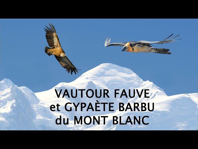 VAUTOUR FAUVE ET GYPAETE BARBU DU MONT BLANC