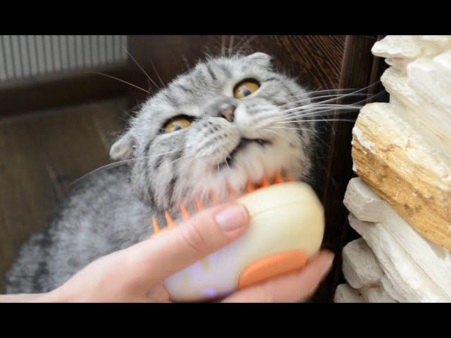 Steam brush for cats