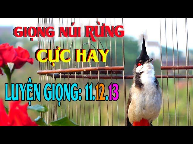 Chào Mào Hót Hay | Luyện Giọng Và Kích Bổi Tuyệt Vời | chào mào hót đấu/03