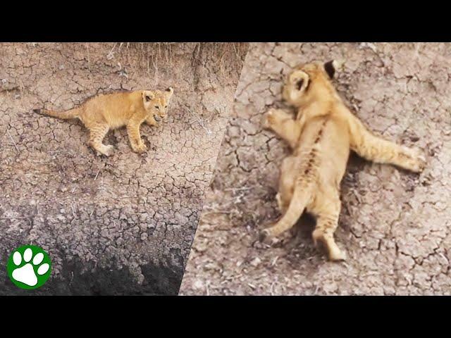 Baby lion in trouble rescued by its mother