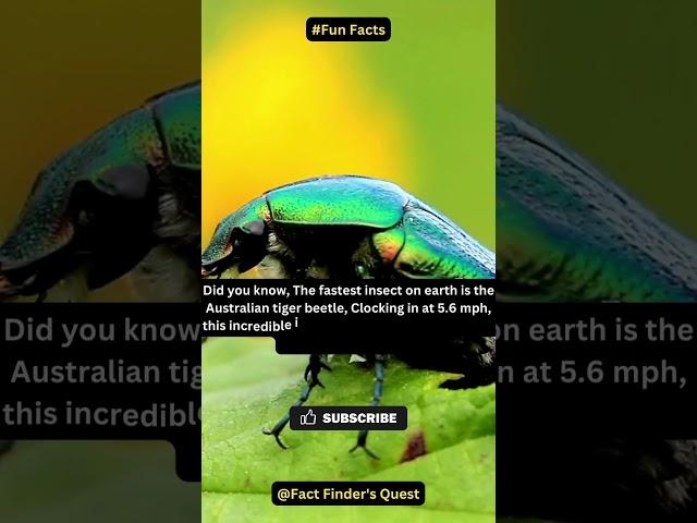 Do you know what the fastest beetle is? #shorts #interesting #facts #tigerbeetle