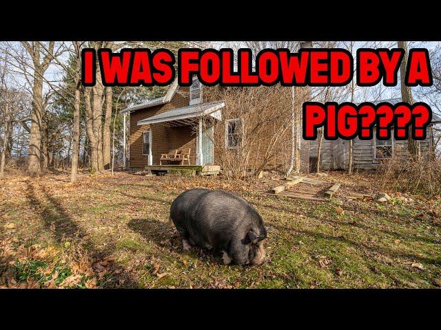 I Found a Pig In This Old Abandoned Time Capsule House! 4K Video