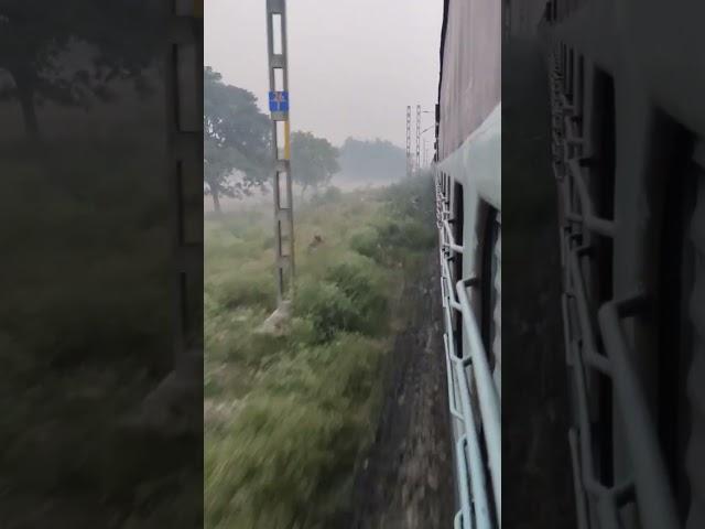 Village (Mera Gaon)️।। with the eye of Train ।। Thalwara Darbhanga