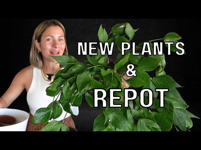 Houseplant Repot + Mini Plant Haul (: | New Indoor Plants Repot & Chat