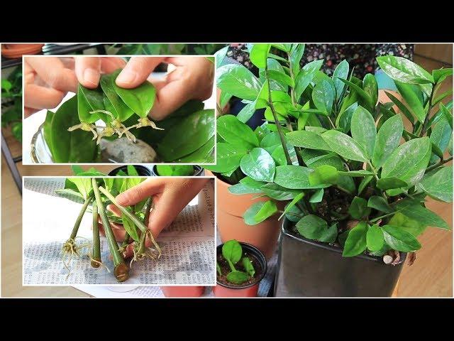 ZZ Plant  Propagation by Stem Cutting and Leaves