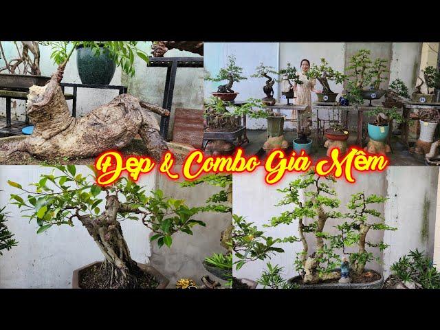 MISS XUÂN | #0967634263 | NHIỀU CÂY ĐẸP & COMBO ĐẸP RẤT DỄ CHƠI VÚ SỮA, DUỐI, LỘC, CÓC, SI, ME, KHẾ.