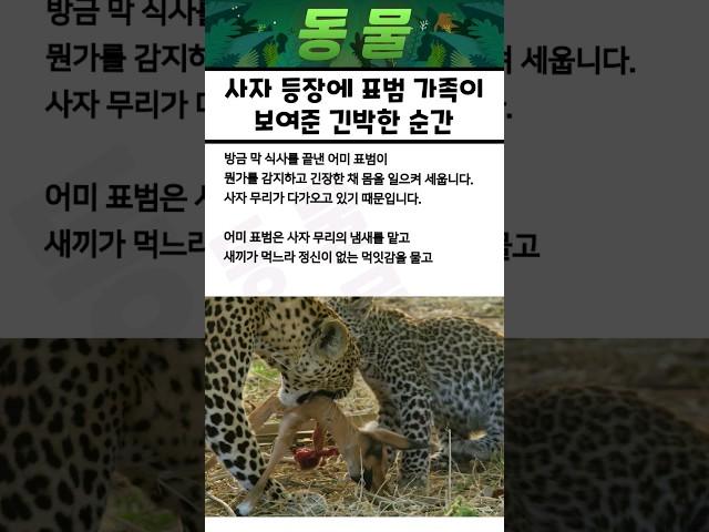 "대체 무슨 일…?" 사자 등장에 표범 가족이 보여준 긴박한 순간