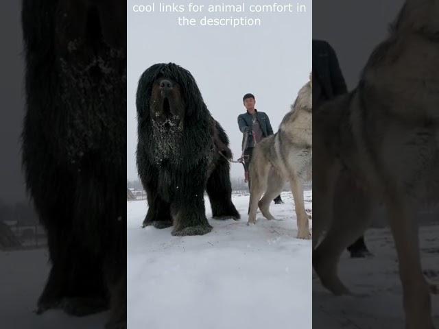 Top  Funny animals videos - Try Not To Laugh  - 91 #Shorts