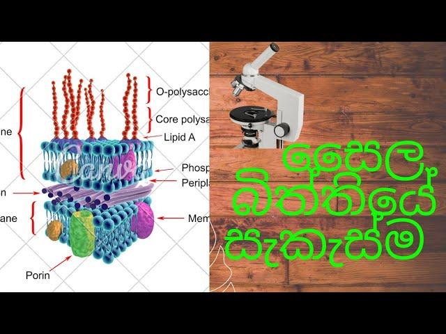 සෛල බිත්තියේ සැකැස්ම