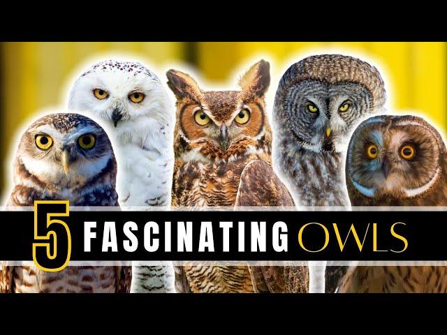 5 Fascinating Owls of North America