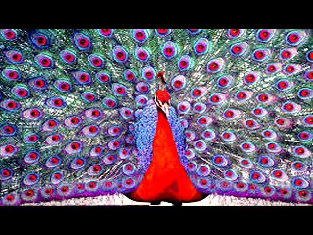 Peacock The Most Beautiful Bird With many Different Colours Feather Out - HD Video