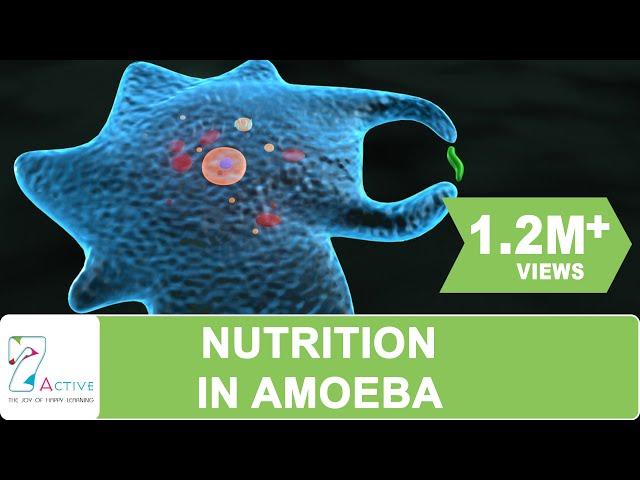 NUTRITION IN AMOEBA