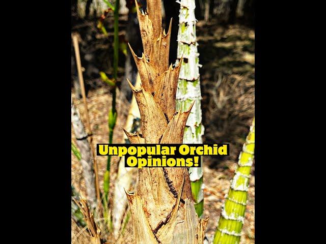 Unpopular Orchid Opinions