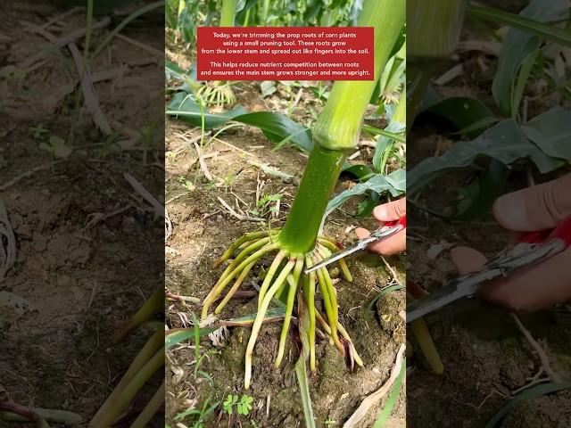 Why do we bother cutting the roots? #farming #farmer #farm