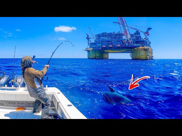 What Happens When You Drop Live Baits Under the BIGGEST Oil Rig In The Gulf?!