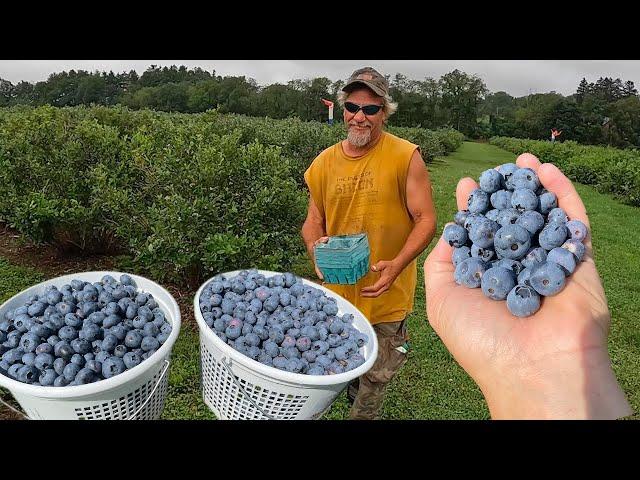 Big Blueberry Harvest