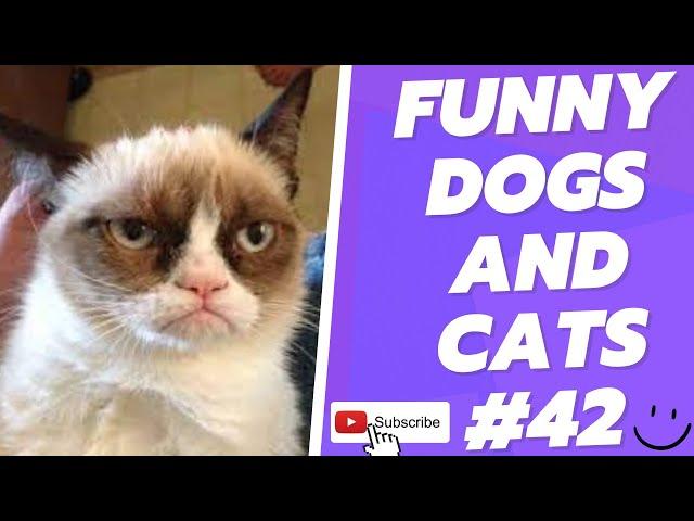 Funny Animal Videos 2022  Best Dogs And Cats Videos  # 42