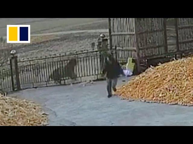 Chinese villager narrowly escapes wild tiger attack