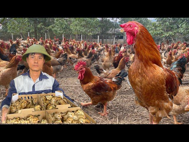 165 days: Start a business with a free-range chicken farming model - poultry farming