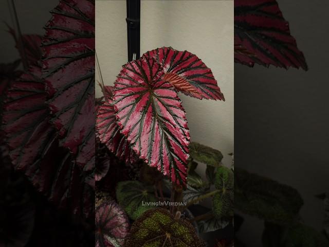 All Begonia! :) #plants #houseplants #begonia #indoorplants #plantlover #plant