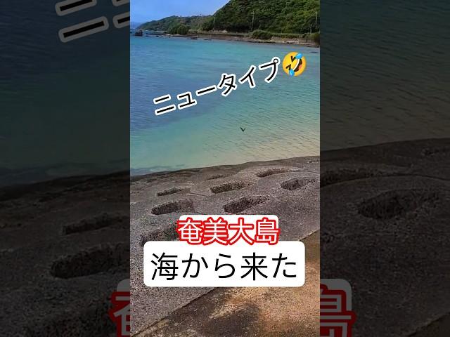 奄美大島はやっ！