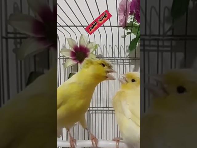 جوز كناري ولا أروع