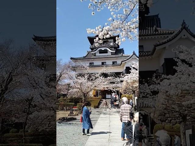 国宝犬山城へ行って来ました。桜が満開で素晴らしかった。#犬山城