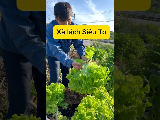 Xà lách siêu to khổng lồ ae đã may mắn trồng dk ở Nhật mọi người ạ. #nonlavuon