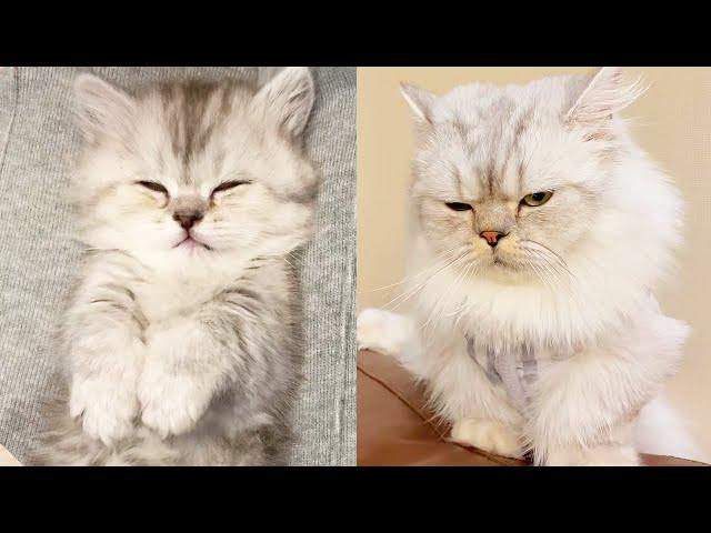 1st Kitty Yard member recalls cat-raising goal - oh ho [Xiao Feng meow] #kittyyard