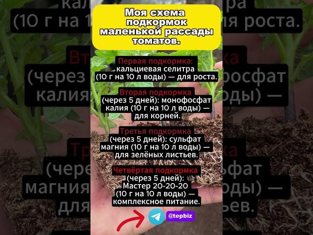 Моя схема подкормок маленькой рассады томатов! #shorts #подкормкарассады
