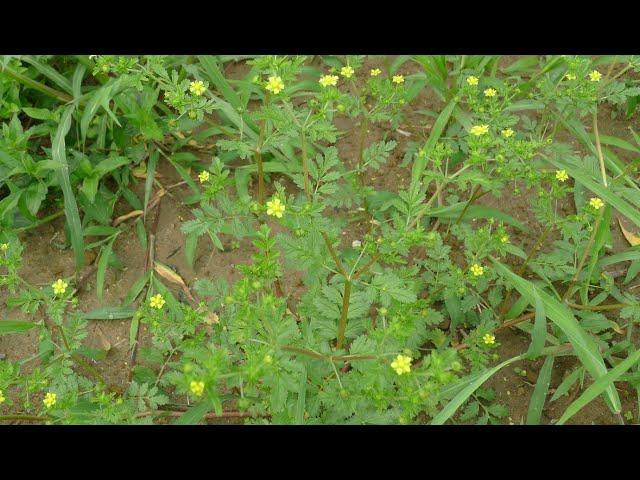 A0228 #개소시랑개비 [학명] #Potentilla supina [영어명] #carpet_cinquefoil [약효] #건위, 보음도, #산증, 익중기, #폐결핵.