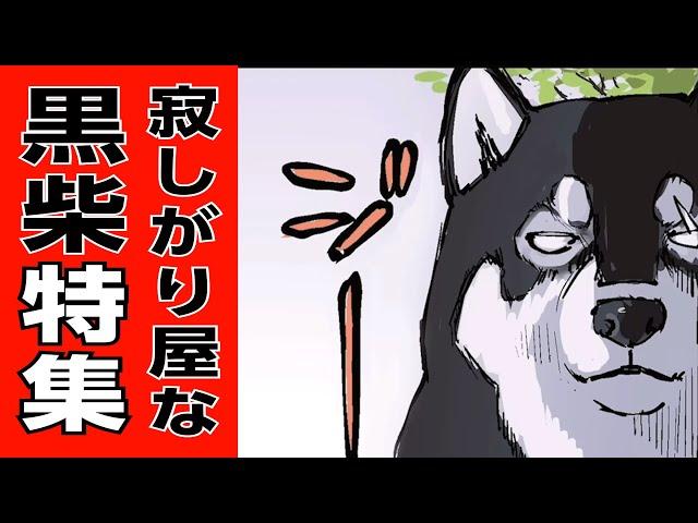 寂しいけど素直になれない黒柴まとめ【世界の終わりに柴犬と】