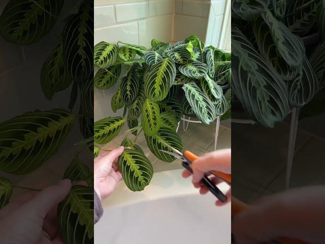 Maranta Propagation