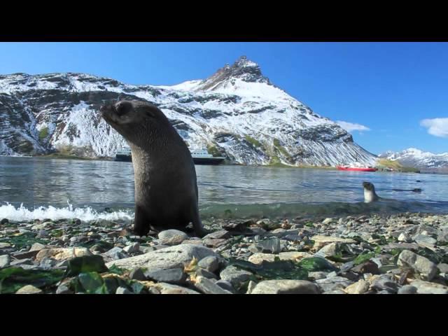 Baby Fur Seals