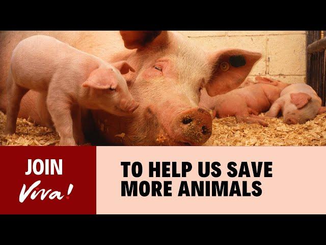 Join Viva! to help us save more animals