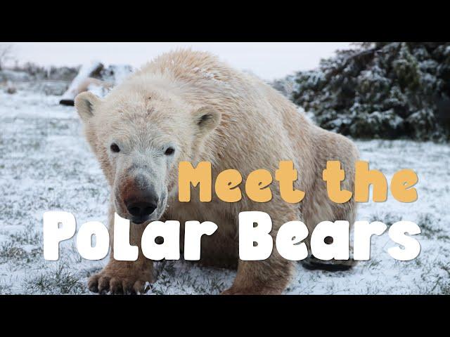 Ep 1 | Peak Wildlife Park Diaries | MEET THE POLAR BEARS