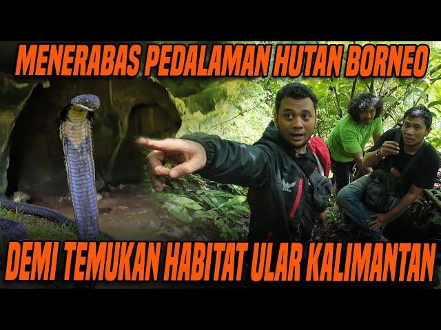 PANJI PETUALANG NEKAT MASUK GOA ULAR DI PEDALAMAN HUTAN KALIMANTAN