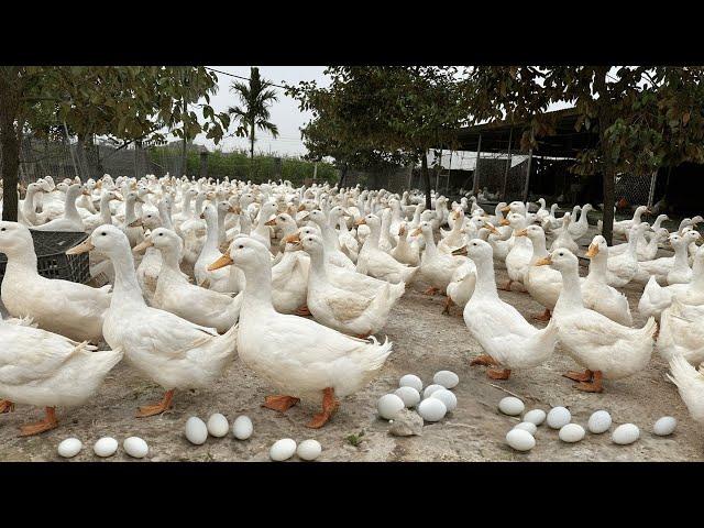 Harvest Duck Eggs  - Effective Duck Egg Business - Duck Farming.