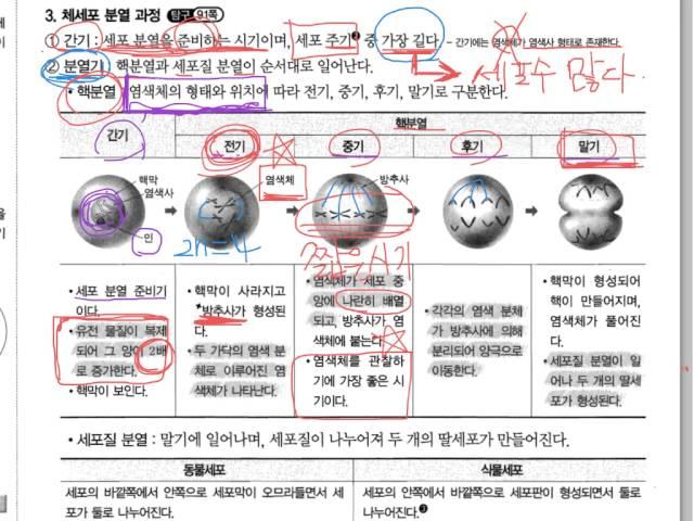 중3  4단원 체세포 분열