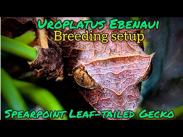 Uroplatus Ebenaui...Spearpoint Leaf-Tailed Gecko