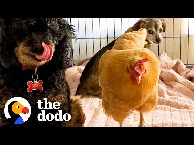 Chicken Sneaks Into House To Lay Eggs In The Cutest Place | The Dodo